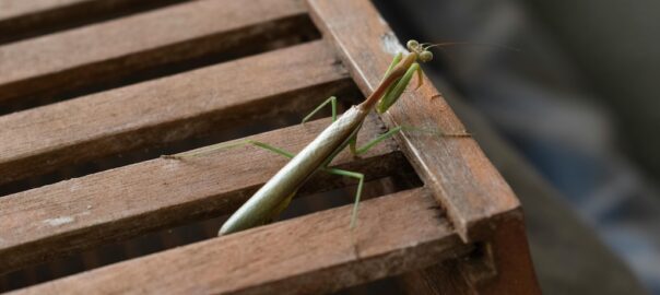 Reasons Pests Are Getting Into Your Home in Jupiter